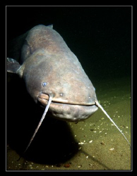 Close look at a wels catfish (silurus glanis)! The most i... by Daniel Strub 
